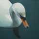 d2 Collection: Swan - 16" x 16" oil on canvas