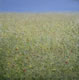 d2 Collection: Wildflower Meadow - 20" x 20" oil on canvas